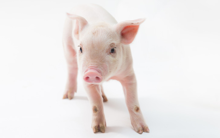 飼育から販売まで、自分たちで手がけた 安心・安全な豚肉をお届けしたい。